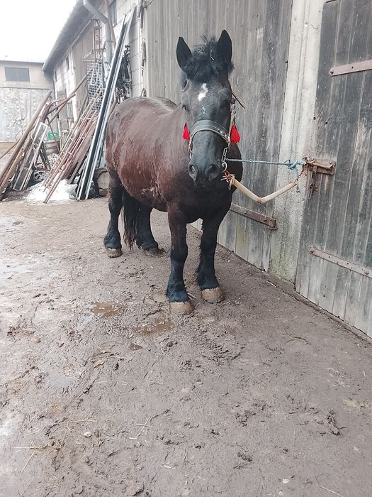 Klacz kara zimnokrwista