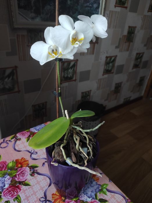 Продам взрослые растения,либо их деток