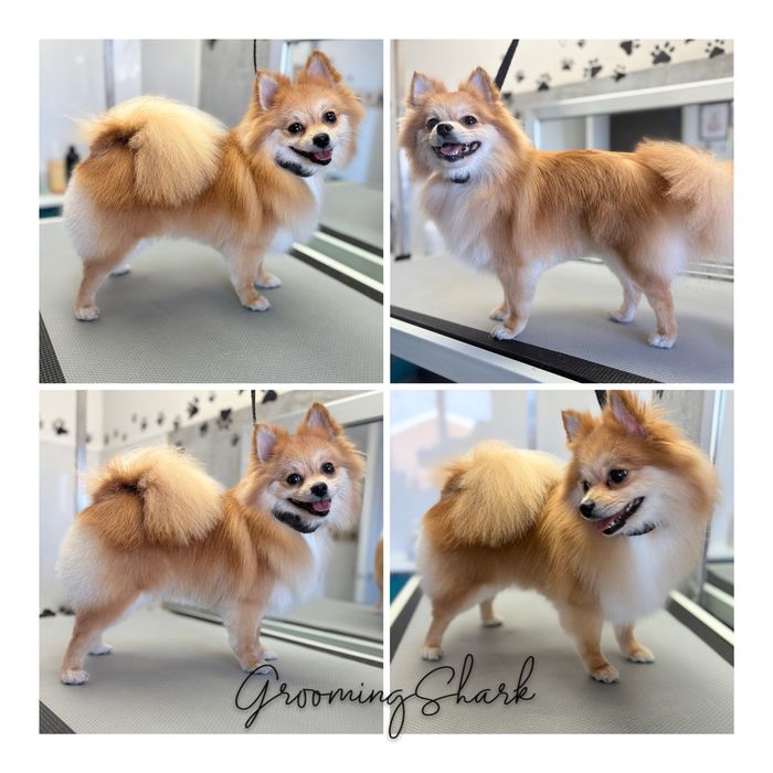 Psi fryzjer  GroomongShark