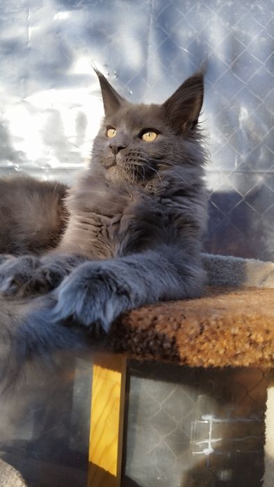 Maine coon Мейн-кун мальчик