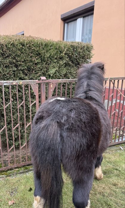 Pięknie malowany Kucyk