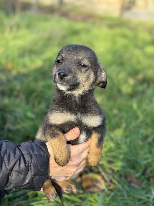Щенята маленькі цуценята
