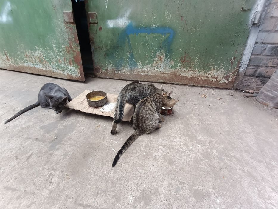 Кошеня є і хлопці і дівчата дуже гарні та ручні домашні тварини