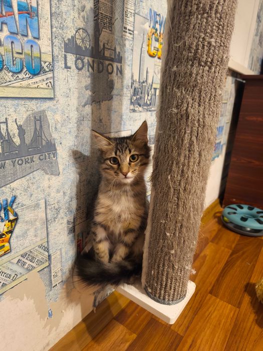 Котик шукає родину