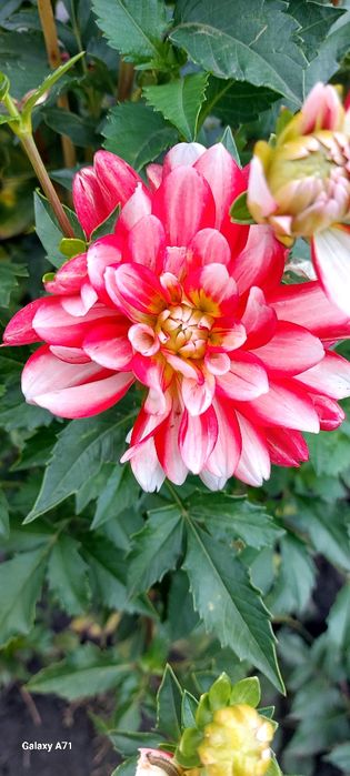 Продам бульби жоржин