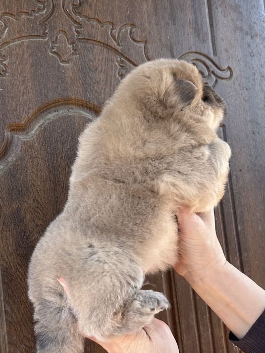 Чудові парубки доставка