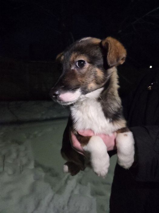 Цуценята в добрі руки