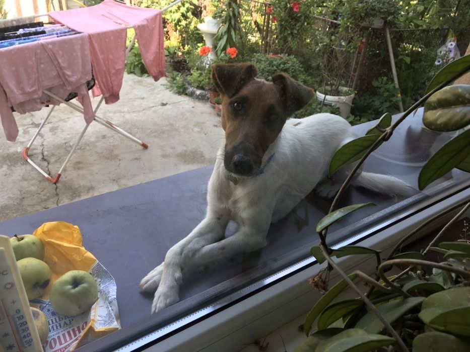 Фокстерєр. В’язка. (Не продаж)