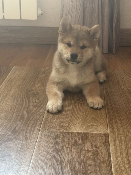 Чарівний міні-хлопчик Шиба Іну/ Сіба/ Shiba документи КСУ, вік 4 місяці.