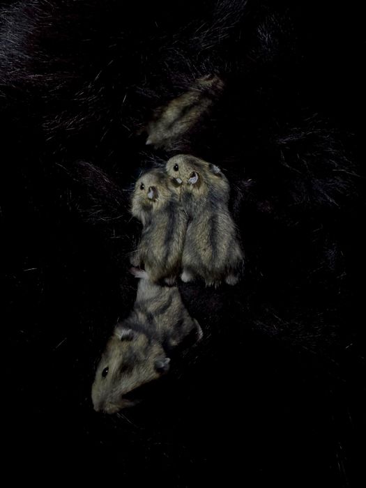 Продам хомʼячків