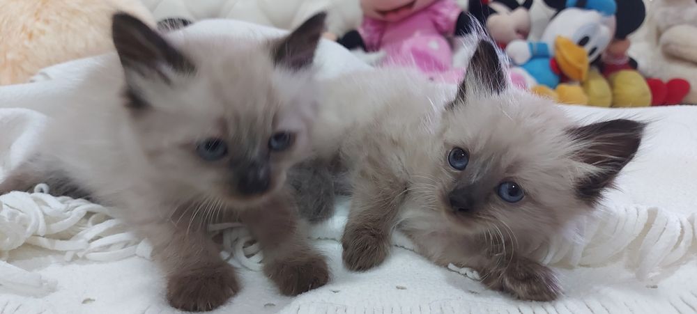 Котята Невские маскарадные