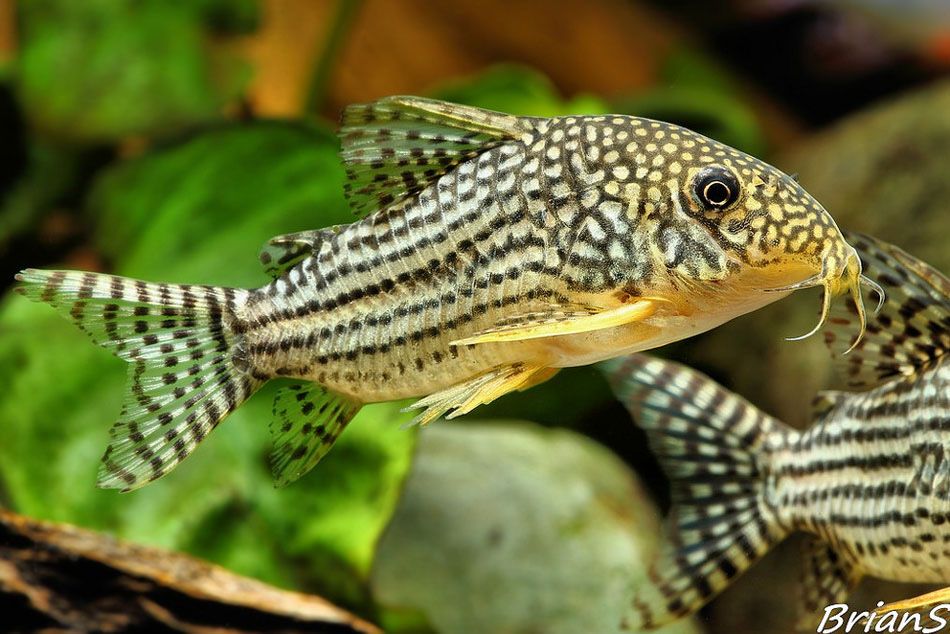 Kirys Sterby - Hodowla Ryb Egzotycznych Rogoźnik