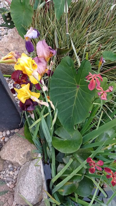 Plantas Acorus para lagos