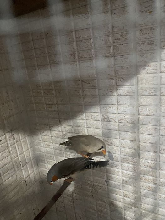 Mandarins Mutação Canela