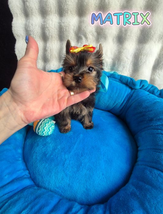 Yorkshire terrier Piesek JUŻ DO ODBIORU