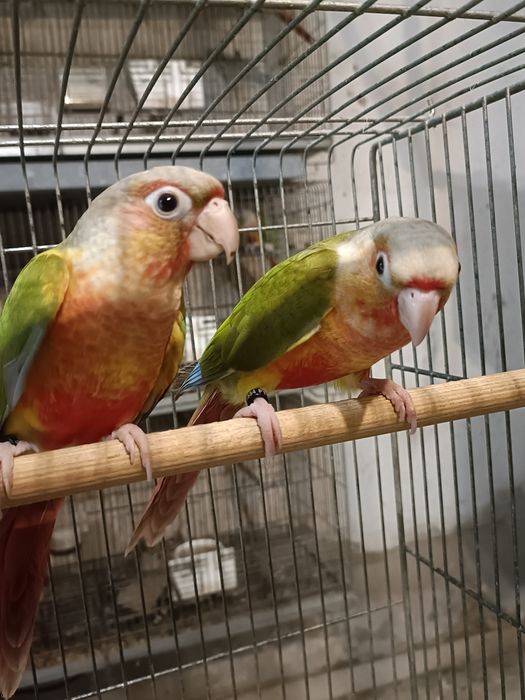 Casal Pyrruras pineapples.