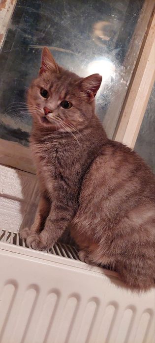 Отдам серую вискасную кошку, стерилизована, 1,5 года