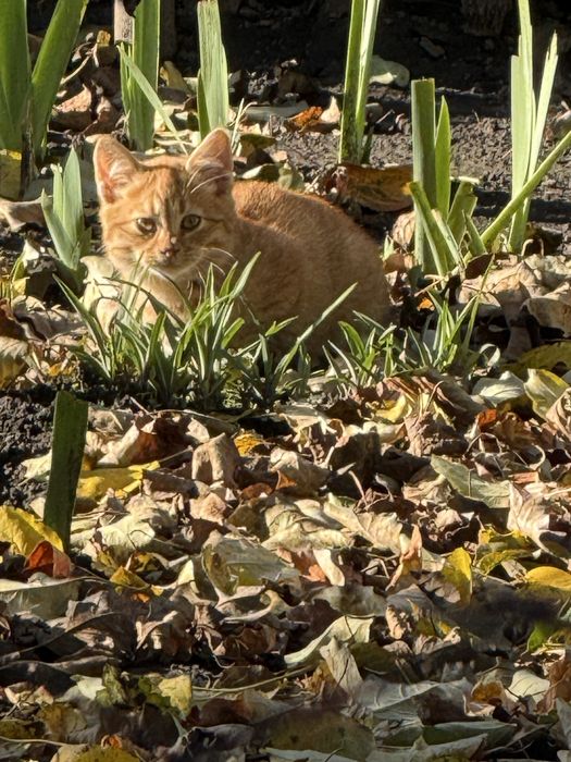 3 маленьких кошеняти
