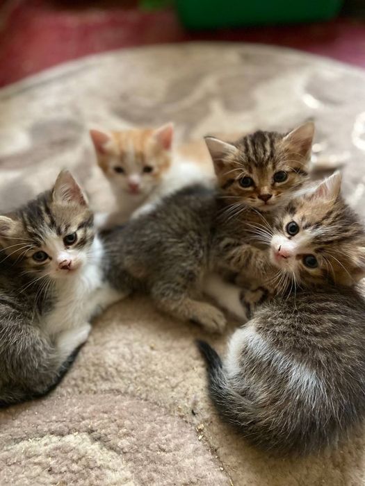 Котики всім бажаючим