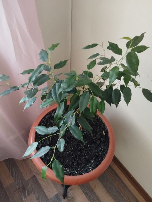 Продам Фикус 45см...