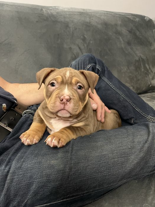 Piesek rasy  American Bully