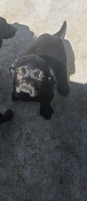 Labrador preto macho