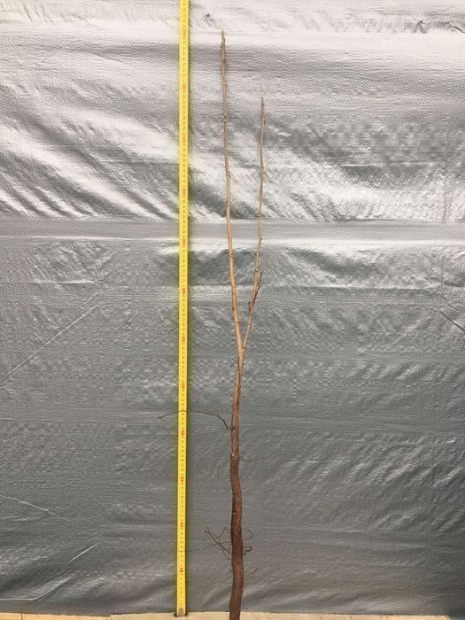 Саджанці горіха пекан (різних сортів)/Саженцы ореха пекан