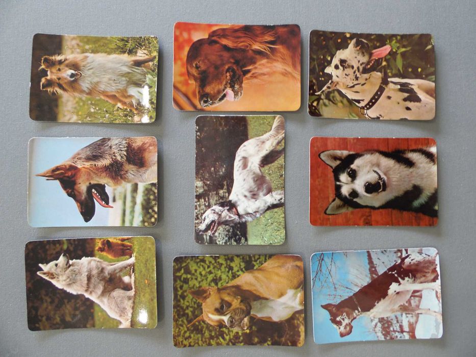 Calendários Cães