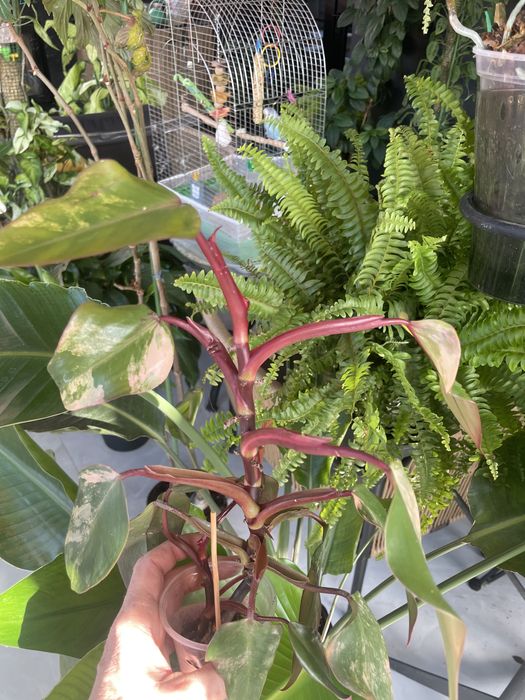 Филодендрон Ред Эмеральд вариегатный/Philodendron Red Emerald var.