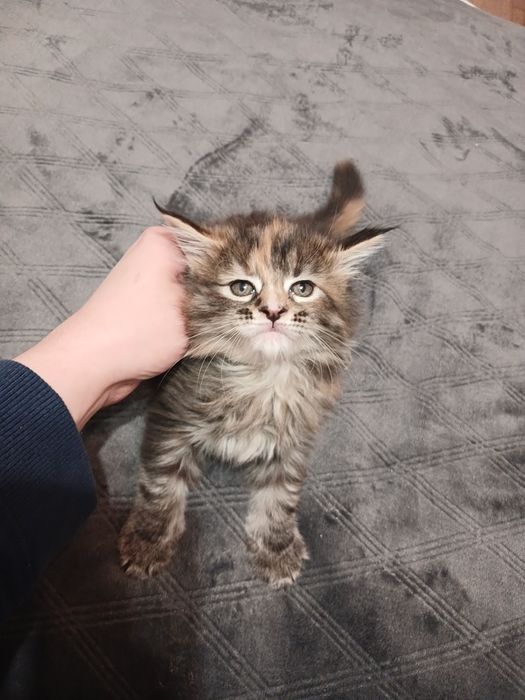 Кішечка  Мейн-кун