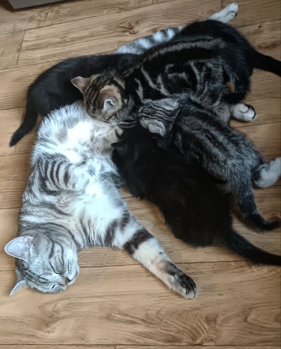 Шотландські кошенята