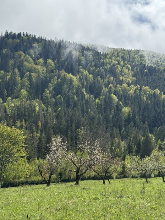 Ділянка в Карпатах, Микуличин земля біля потічка, біля заповідника ,