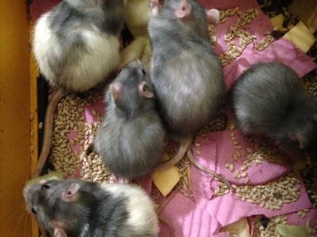 Декоративная криска