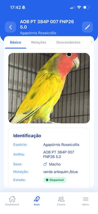 Agapornis roseicollis long