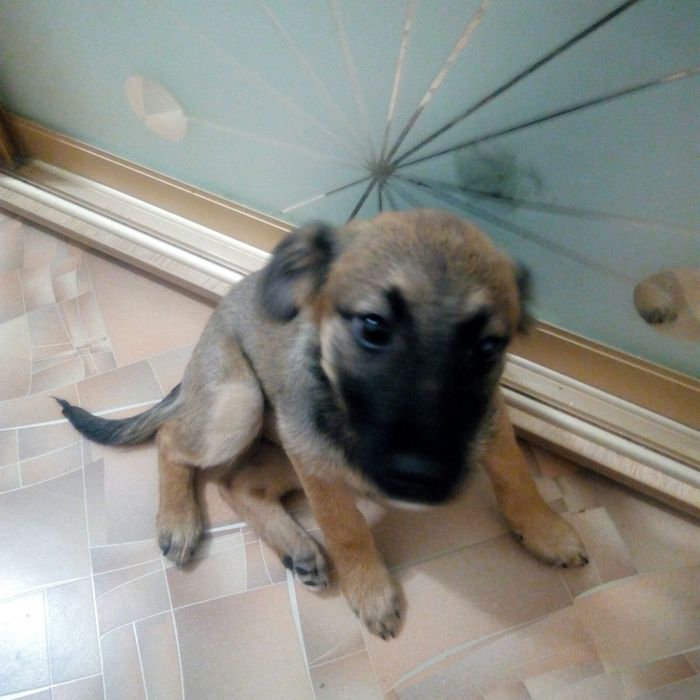 Котенок 5-6 месяцев. Кошечка бесплатно. Кошка. Котята даром