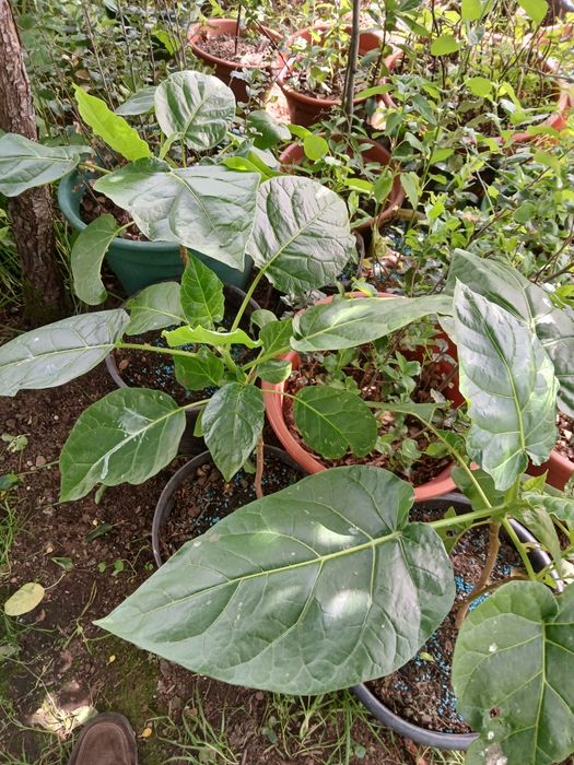 Tamarilho, tomateiro arvório, tomate maracujá, etc.