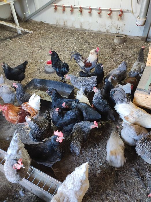 Пасхальні кольорові яйця мікс