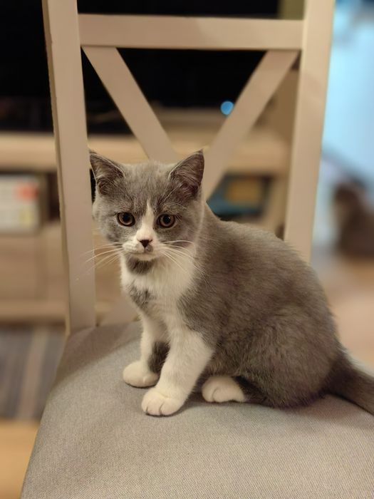 Kocurek brytyjski krótkowłosy. ALOES