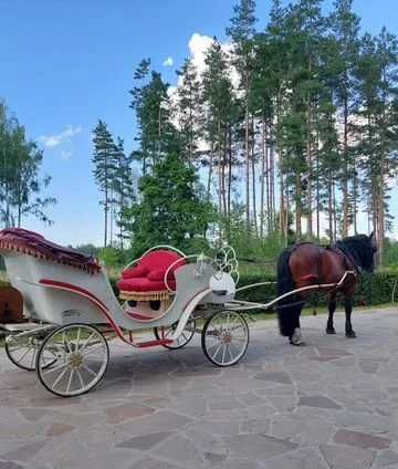 Жеребець 2017 року 170 в холці Совецький ваговоз (без докум)