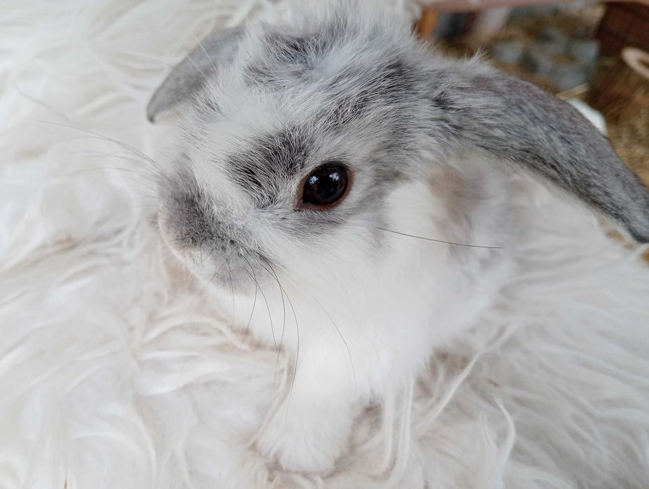 Króliczek baranek miniaturka Mini Lop hodowla zarejestrowana