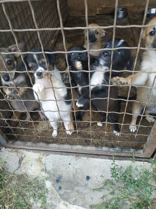 Щенки, мальчики и девочки