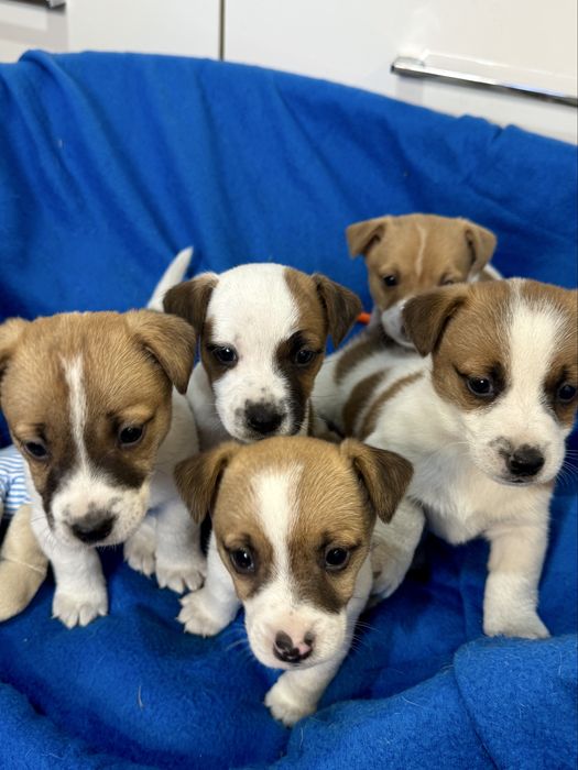 Jack Russell Terrier - sunia Aris