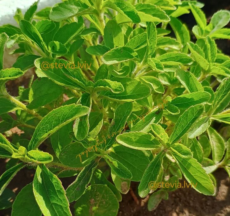 Стевія. Іспанська селекція. Природний замінник цукру