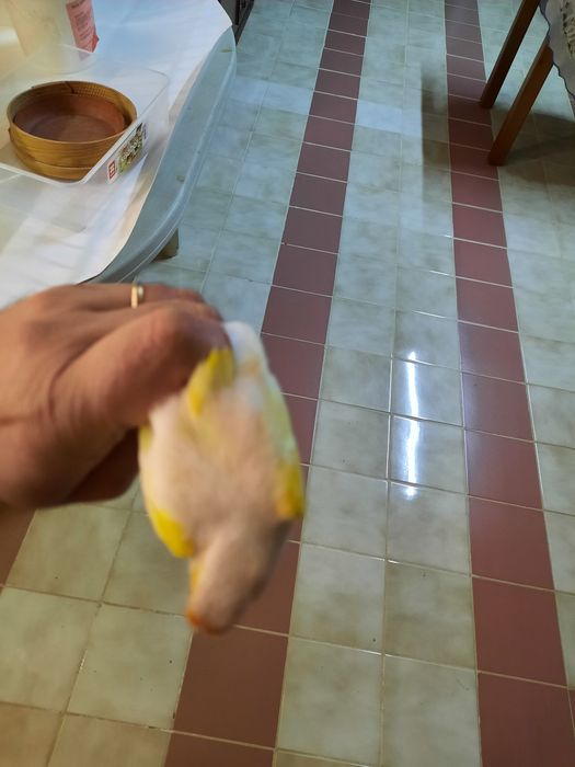 Canários para venda