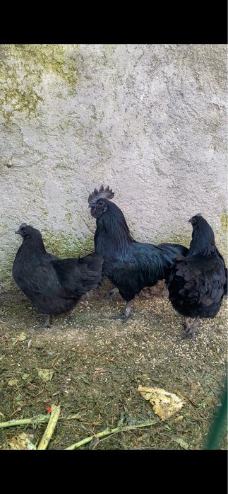 Pintos Ayam Cemani – Raça Ornamental