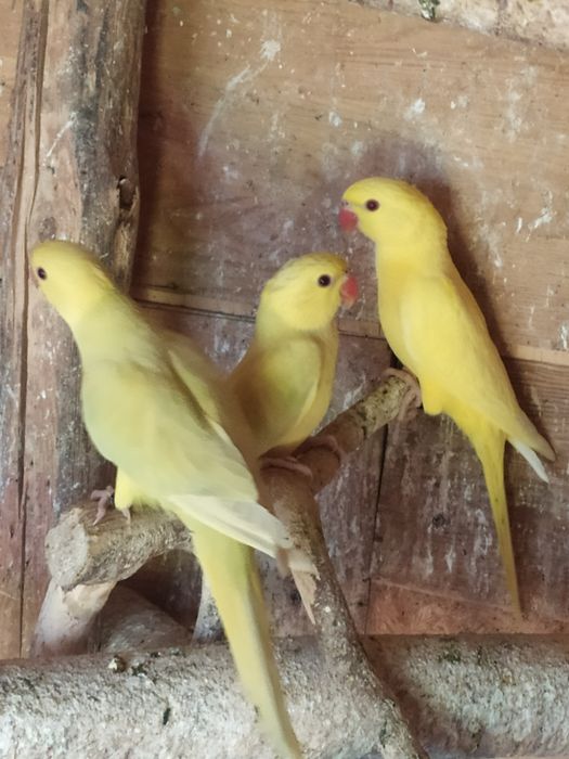 Sprzedam aleksandrette