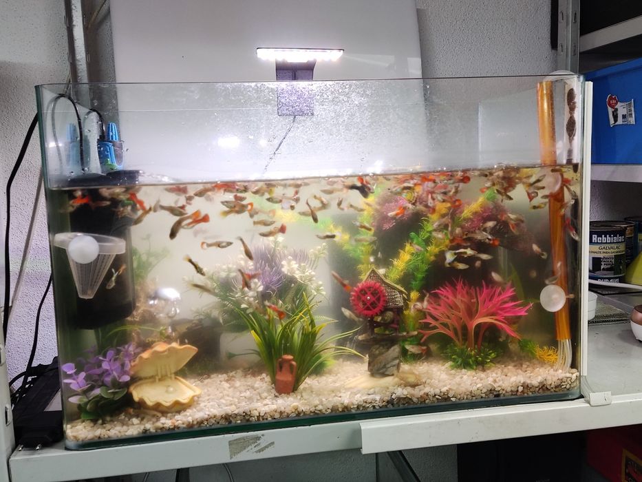 Guppys grande variedade