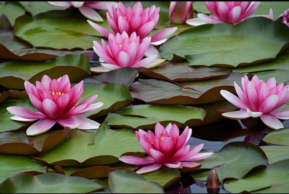 Lilia wodna Nymphaea  Marliacea Carnea sadzonka