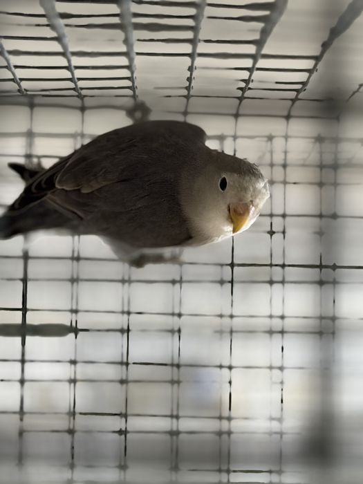 Agapornis Roseicollis machos