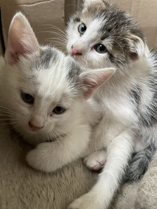 Кошенята від шотландської весловухої